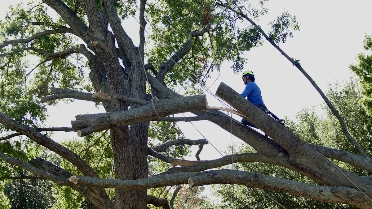 Professional Crown Thinning performed by certified arborists in Shady Valley