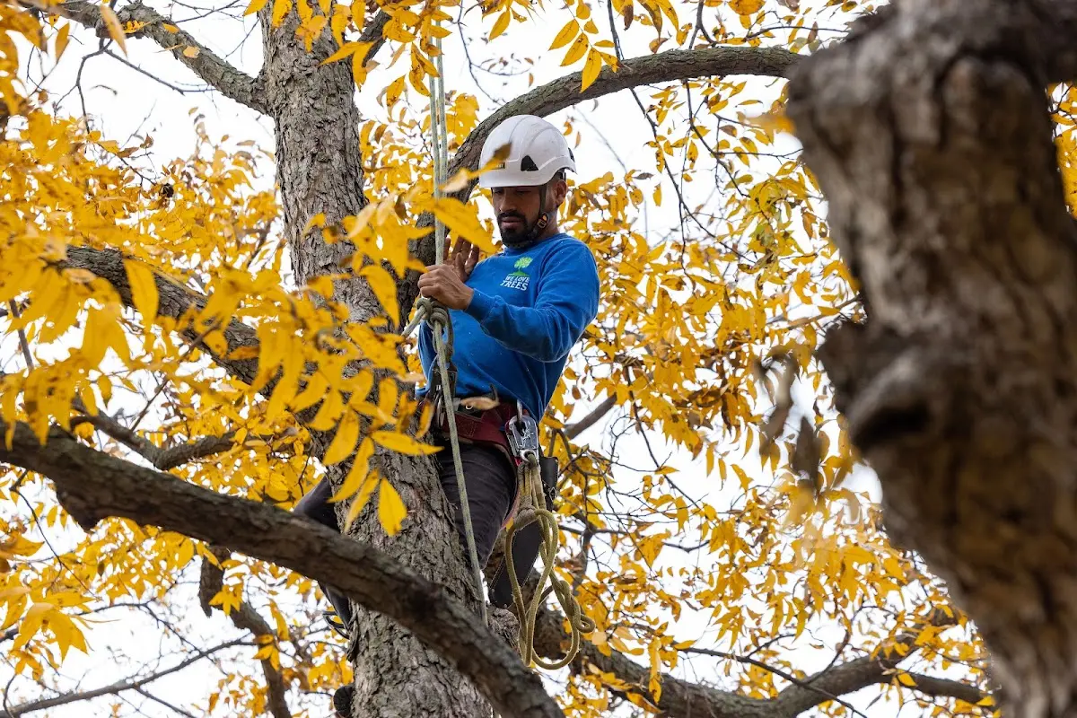 Skilled Tree Pruning crew working in Shady Valley