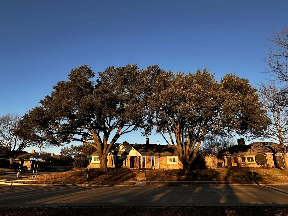 Established residential canopy tree shading a home in Shady Valley